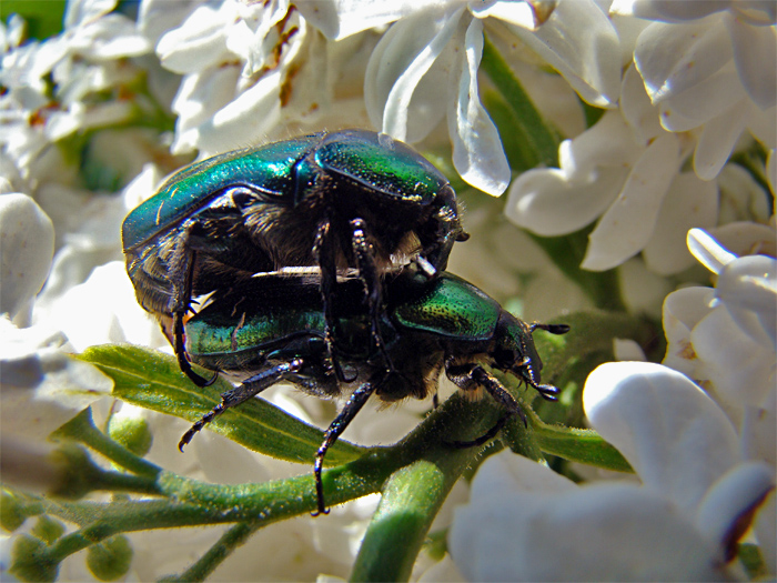 Accoppiamento di Cetonia aurata